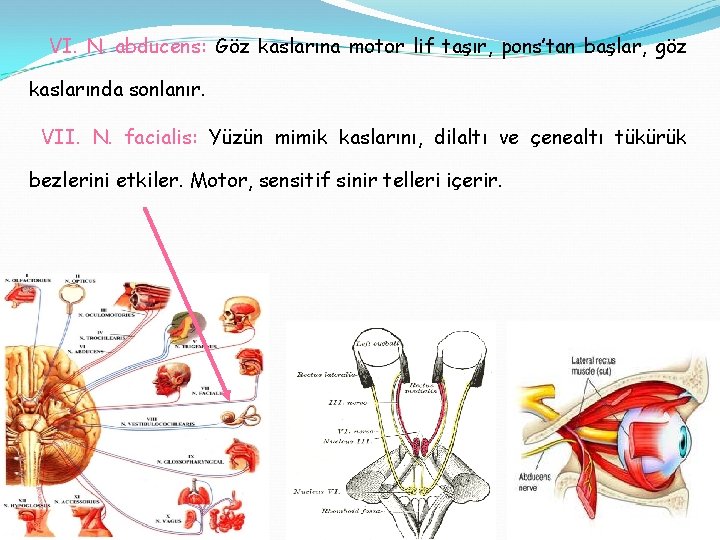 VI. N. abducens: Göz kaslarına motor lif taşır, pons’tan başlar, göz kaslarında sonlanır. VII.