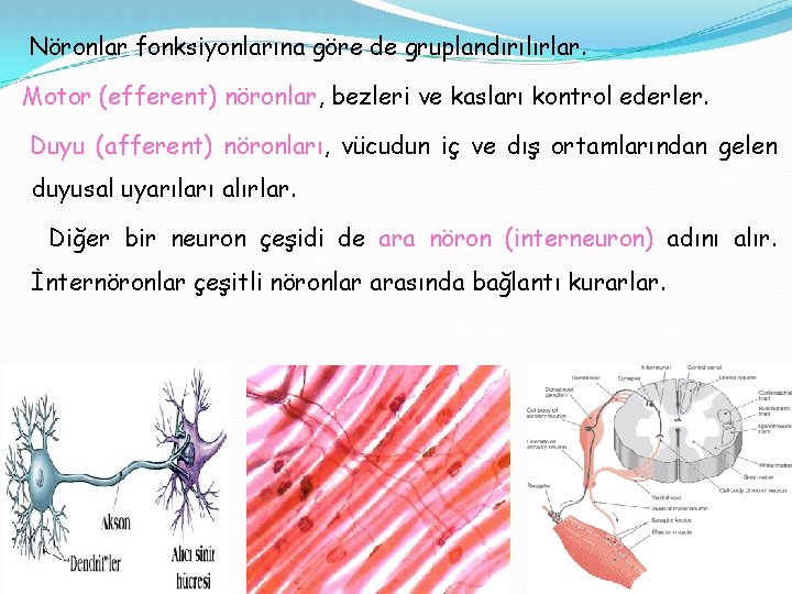 Nöronlar fonksiyonlarına göre de gruplandırılırlar. Motor (efferent) nöronlar, bezleri ve kasları kontrol ederler. Duyu