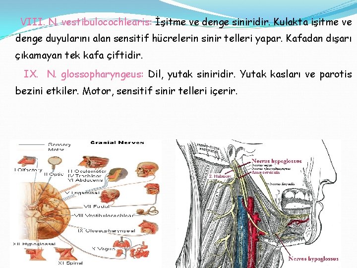 VIII. N. vestibulocochlearis: İşitme ve denge siniridir. Kulakta işitme ve denge duyularını alan sensitif
