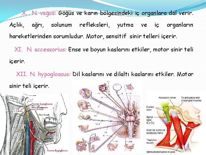 X. N. vagus: Göğüs ve karın bölgesindeki iç organlara dal verir. Açlık, ağrı, solunum