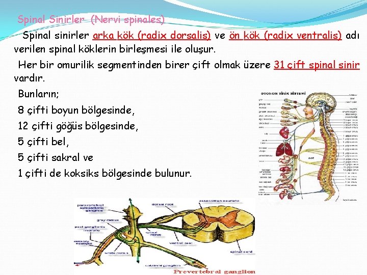 Spinal Sinirler (Nervi spinales) Spinal sinirler arka kök (radix dorsalis) ve ön kök (radix