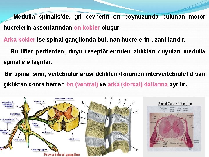 Medulla spinalis’de, gri cevherin ön boynuzunda bulunan motor hücrelerin aksonlarından ön kökler oluşur. Arka