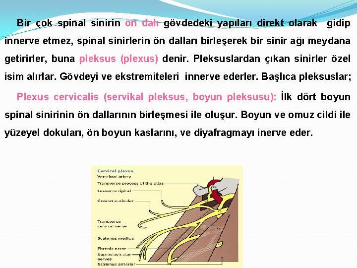 Bir çok spinal sinirin ön dalı gövdedeki yapıları direkt olarak gidip innerve etmez, spinal