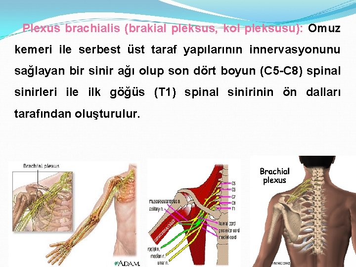 Plexus brachialis (brakial pleksus, kol pleksusu): Omuz kemeri ile serbest üst taraf yapılarının innervasyonunu