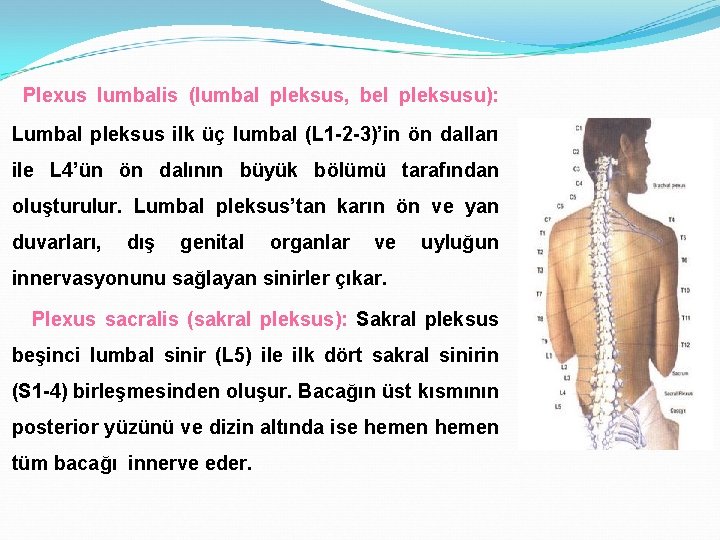 Plexus lumbalis (lumbal pleksus, bel pleksusu): Lumbal pleksus ilk üç lumbal (L 1 -2