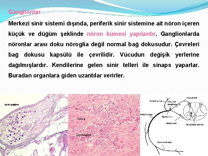 Ganglionlar Merkezi sinir sistemi dışında, periferik sinir sistemine ait nöron içeren küçük ve düğüm