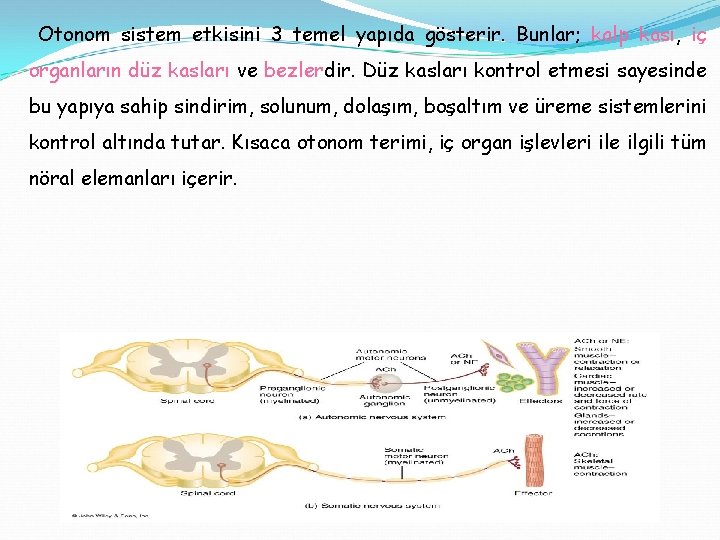 Otonom sistem etkisini 3 temel yapıda gösterir. Bunlar; kalp kası, iç organların düz kasları