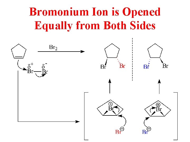 Bromonium Ion is Opened Equally from Both Sides 