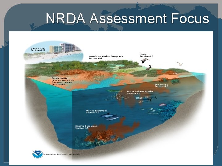 NRDA Assessment Focus 