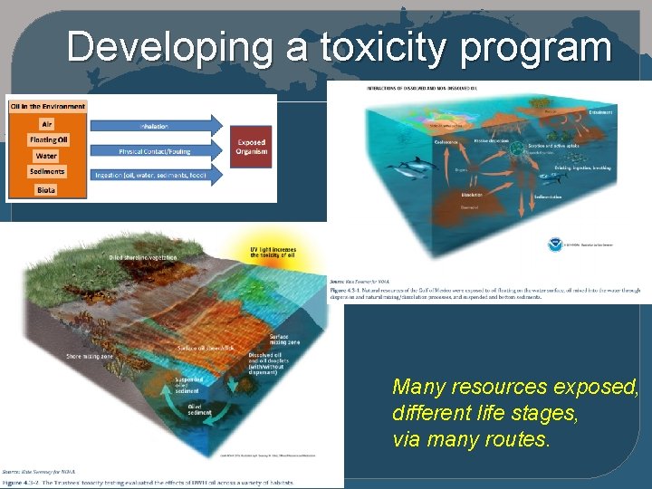 Developing a toxicity program Many resources exposed, different life stages, via many routes. 