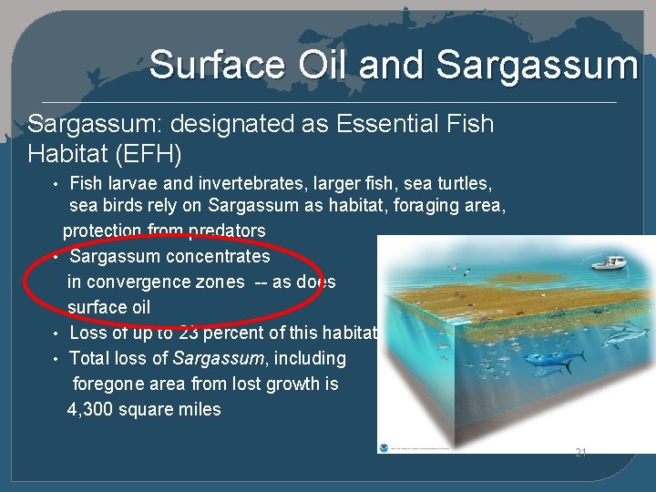 Surface Oil and Sargassum: designated as Essential Fish Habitat (EFH) • Fish larvae and