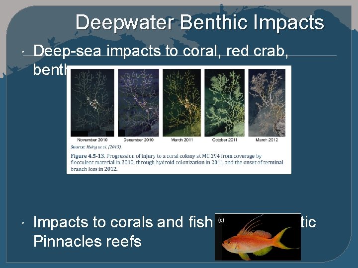 Deepwater Benthic Impacts Deep-sea impacts to coral, red crab, benthos Impacts to corals and