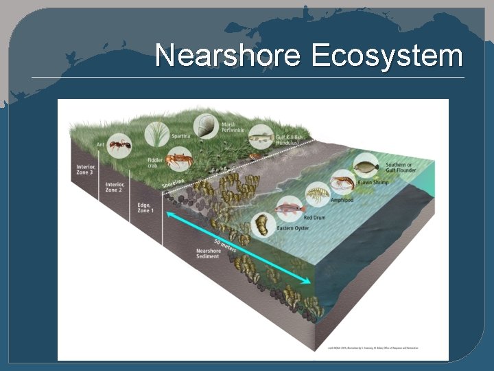 Nearshore Ecosystem 