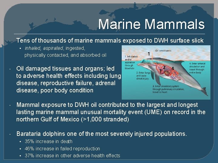 Marine Mammals Tens of thousands of marine mammals exposed to DWH surface slick •