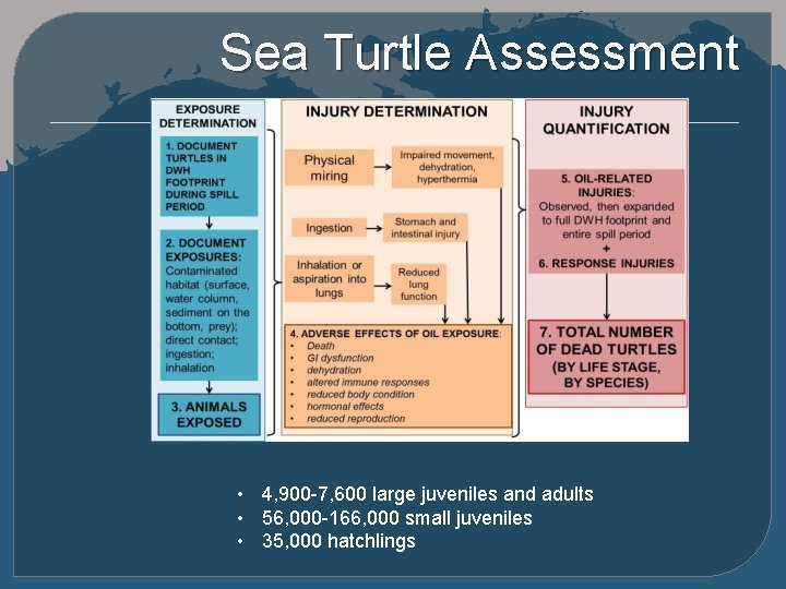 Sea Turtle Assessment • 4, 900 -7, 600 large juveniles and adults • 56,