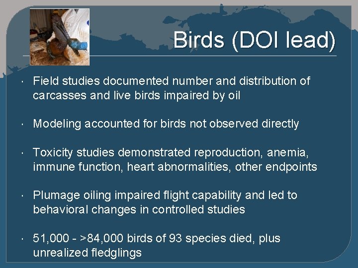 Birds (DOI lead) Field studies documented number and distribution of carcasses and live birds