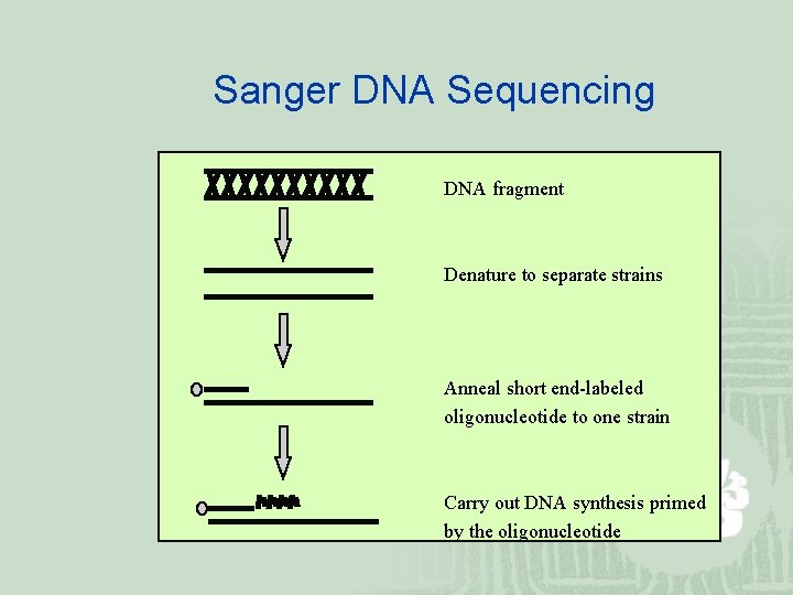 Sanger DNA Sequencing DNA fragment Denature to separate strains Anneal short end-labeled oligonucleotide to