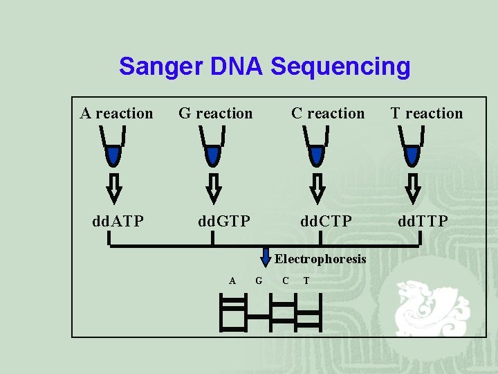 Sanger DNA Sequencing A reaction dd. ATP G reaction dd. GTP C reaction T