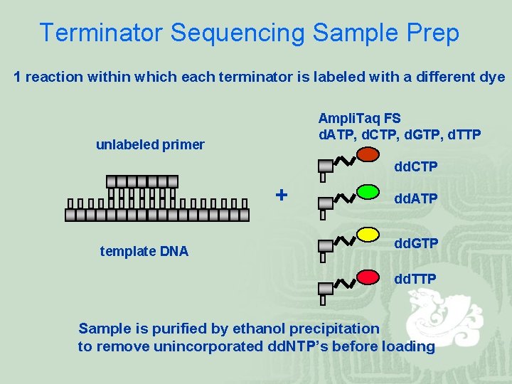 Terminator Sequencing Sample Prep 1 reaction within which each terminator is labeled with a