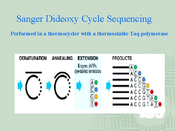 Sanger Dideoxy Cycle Sequencing Performed in a thermocycler with a thermostable Taq polymerase 