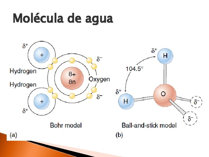 Molécula de agua 