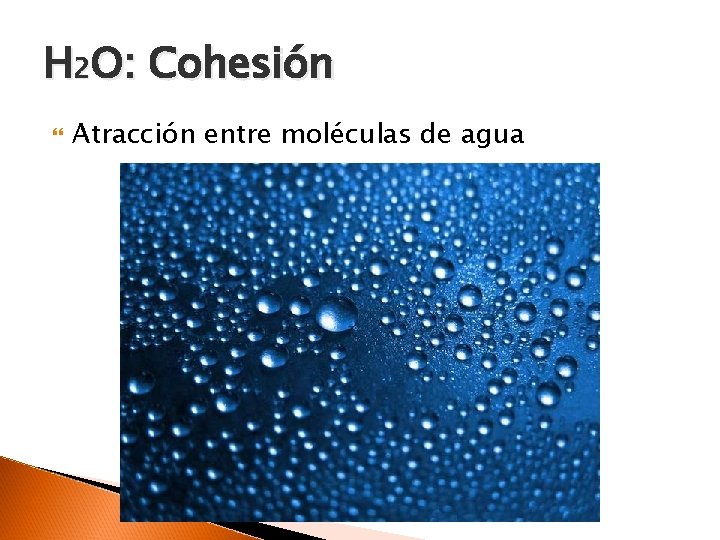 H 2 O: Cohesión Atracción entre moléculas de agua 