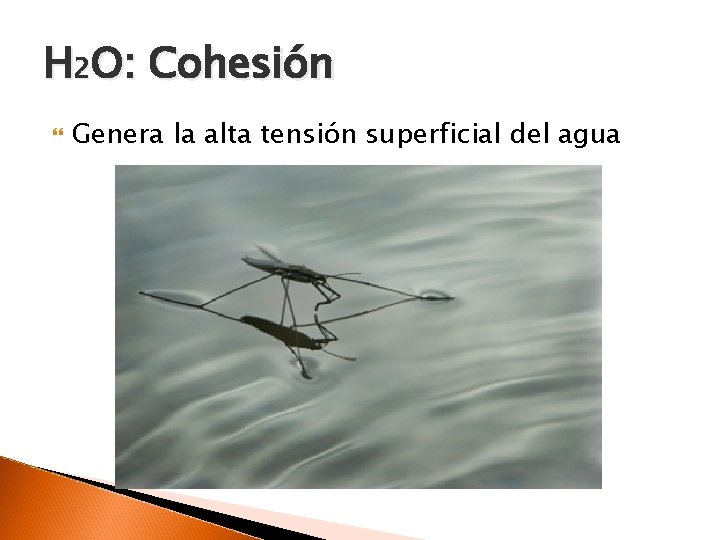 H 2 O: Cohesión Genera la alta tensión superficial del agua 