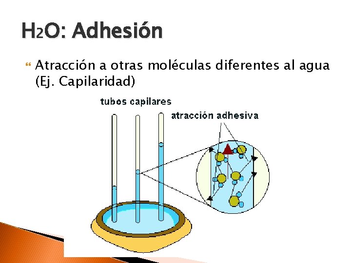 H 2 O: Adhesión Atracción a otras moléculas diferentes al agua (Ej. Capilaridad) 