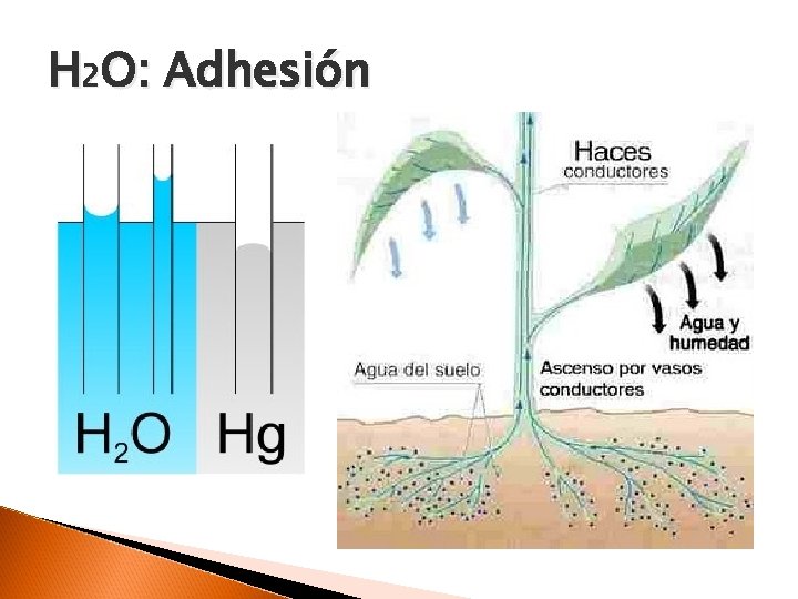 H 2 O: Adhesión 