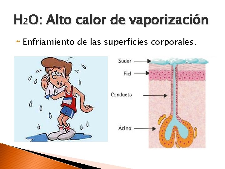 H 2 O: Alto calor de vaporización Enfriamiento de las superficies corporales. 