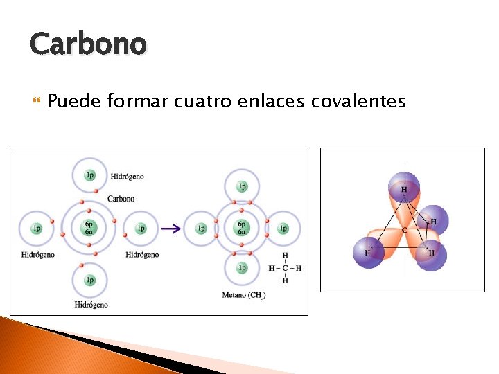 Carbono Puede formar cuatro enlaces covalentes 