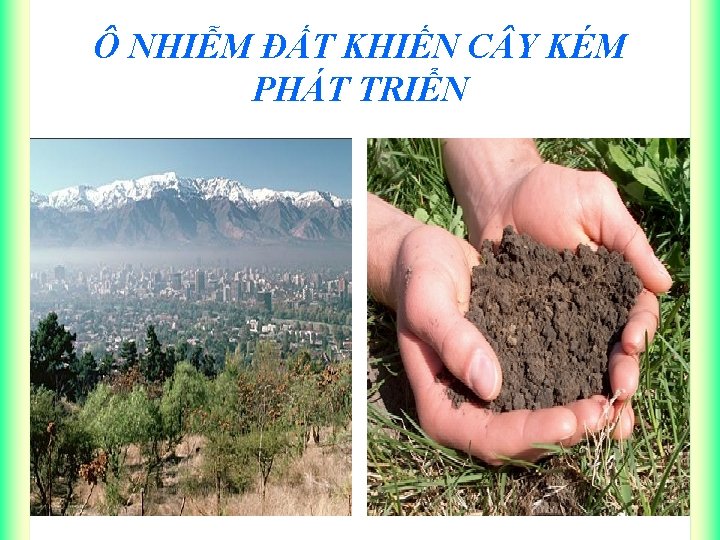 Ô NHIỄM ĐẤT KHIẾN C Y KÉM PHÁT TRIỂN 