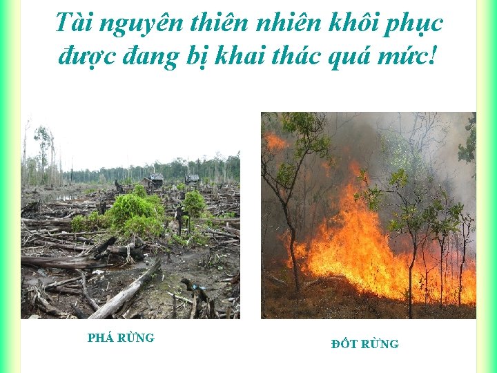 Tài nguyên thiên nhiên khôi phục được đang bị khai thác quá mức! PHÁ