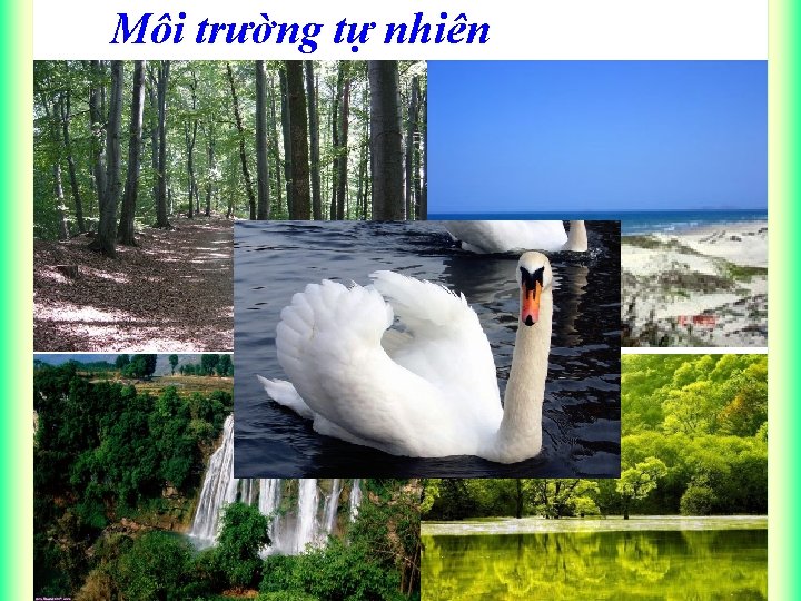 Môi trường tự nhiên 