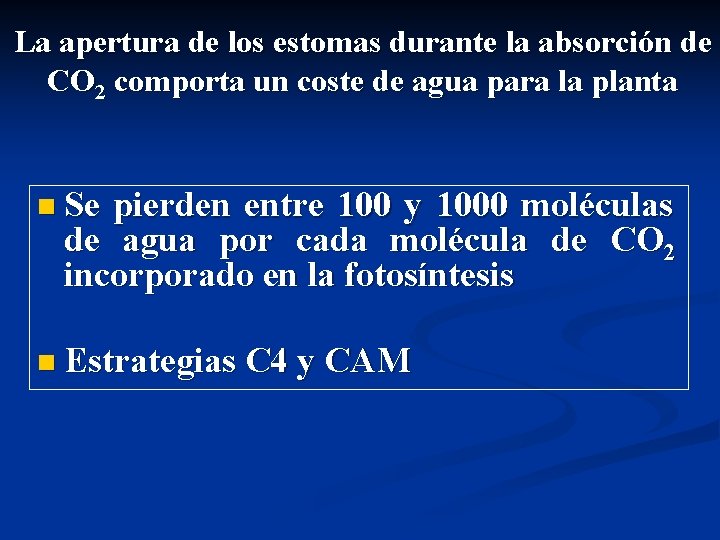 La apertura de los estomas durante la absorción de CO 2 comporta un coste