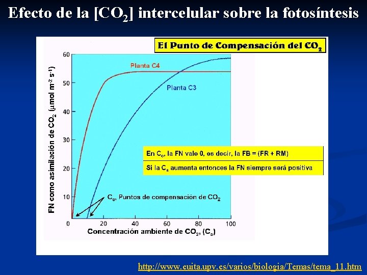 Efecto de la [CO 2] intercelular sobre la fotosíntesis http: //www. euita. upv. es/varios/biologia/Temas/tema_11.