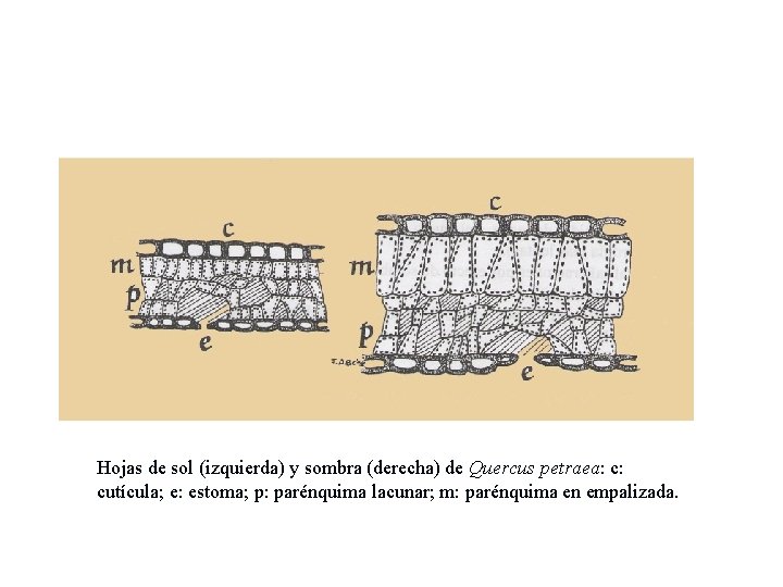 Hojas de sol (izquierda) y sombra (derecha) de Quercus petraea: c: cutícula; e: estoma;