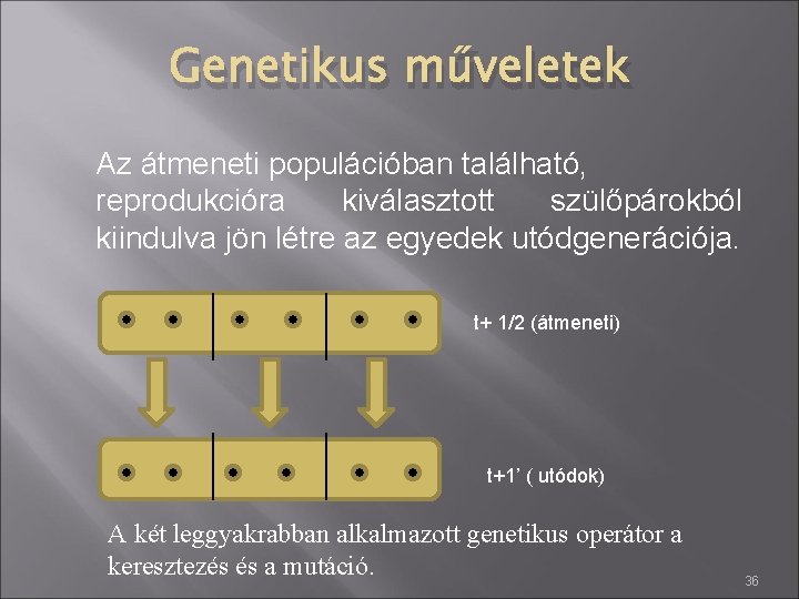 Genetikus műveletek Az átmeneti populációban található, reprodukcióra kiválasztott szülőpárokból kiindulva jön létre az egyedek