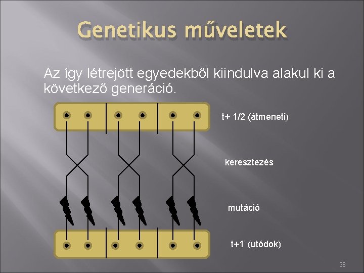 Genetikus műveletek Az így létrejött egyedekből kiindulva alakul ki a következő generáció. t+ 1/2