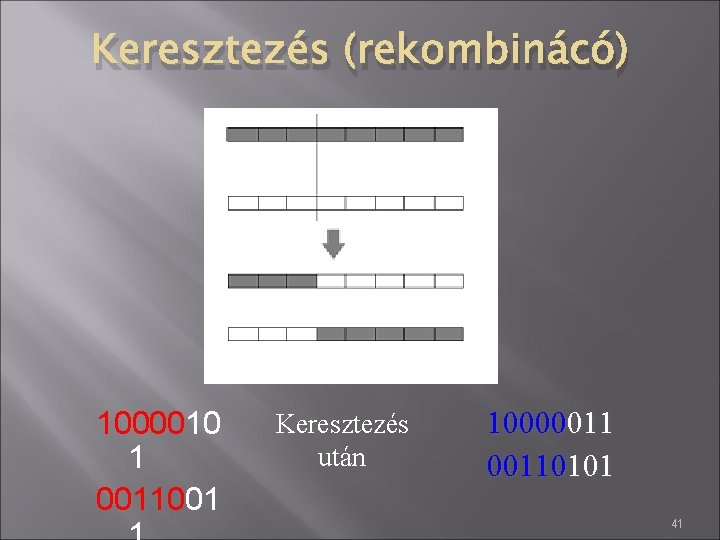 Keresztezés (rekombinácó) 1000010 1 0011001 Keresztezés után 100000110101 41 