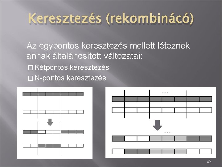 Keresztezés (rekombinácó) Az egypontos keresztezés mellett léteznek annak általánosított változatai: � Kétpontos keresztezés �