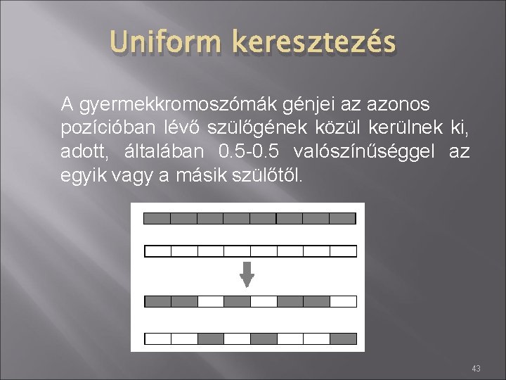Uniform keresztezés A gyermekkromoszómák génjei az azonos pozícióban lévő szülőgének közül kerülnek ki, adott,