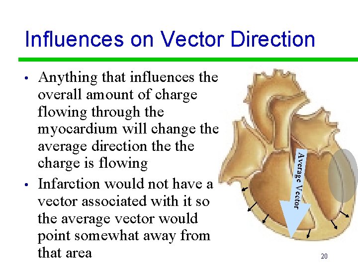 Influences on Vector Direction • r Average Vecto • Anything that influences the overall