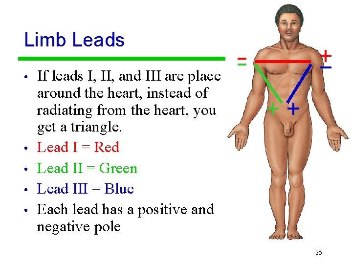 Limb Leads • • • If leads I, II, and III are place around