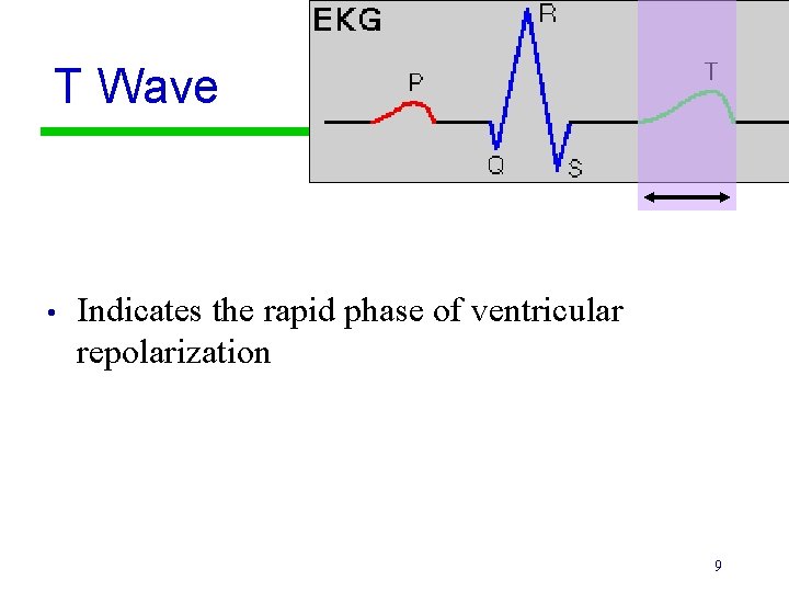 T Wave • Indicates the rapid phase of ventricular repolarization 9 