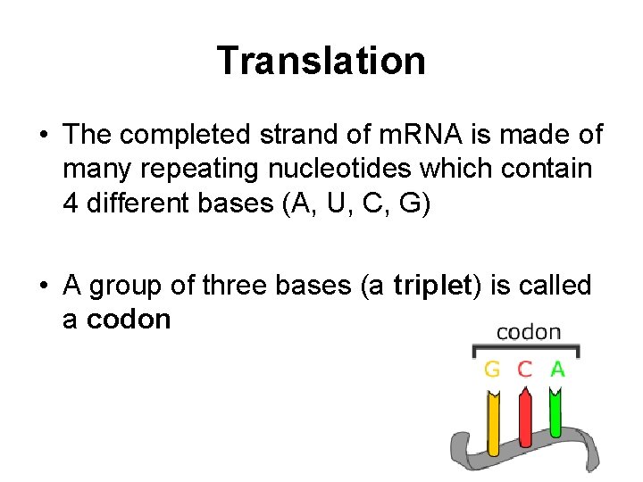 Translation • The completed strand of m. RNA is made of many repeating nucleotides