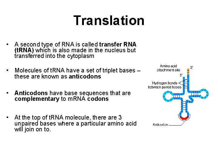 Translation • A second type of RNA is called transfer RNA (t. RNA) which