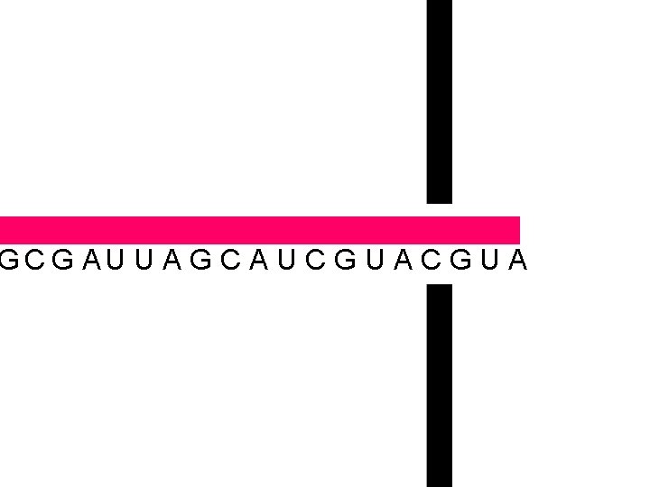  U U A G C A U C G U A GCG A