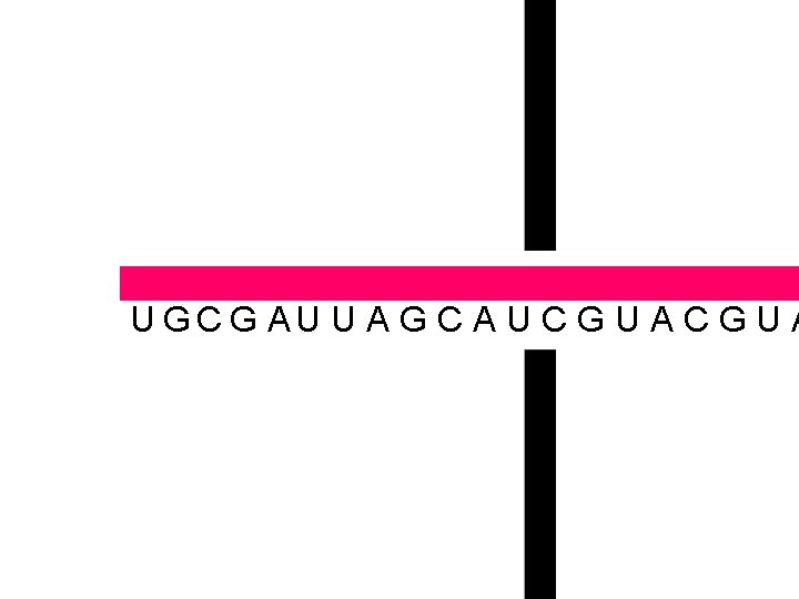  U U A G C A U C G U A UGCG A