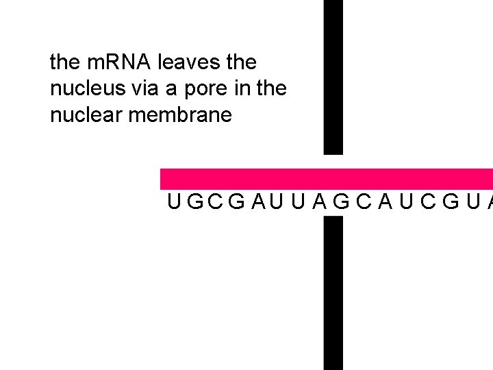the m. RNA leaves the nucleus via a pore in the nuclear membrane U